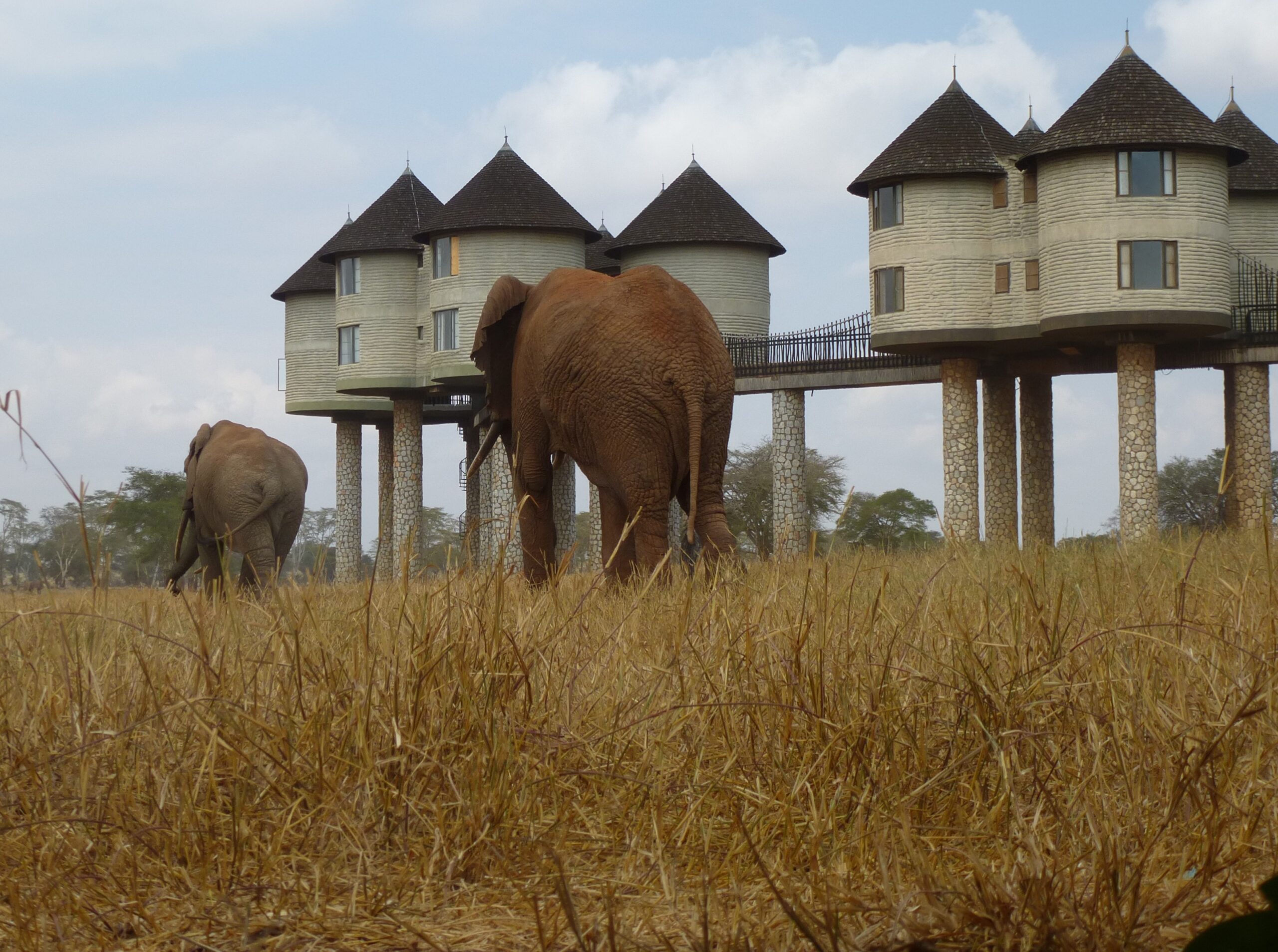 Barefoot kenya Salt Lick Lodge1 4-3 Transfers, Taxi & Safari Tours - Mombasa, Watamu, Malindi, Kilifi