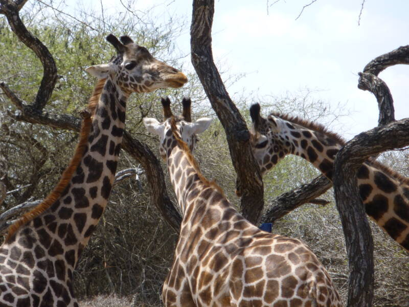 Barefoot kenya Tsavo East Girafes2 4-3 Transfers, Taxi & Safari Tours - Mombasa, Watamu, Malindi, Kilifi