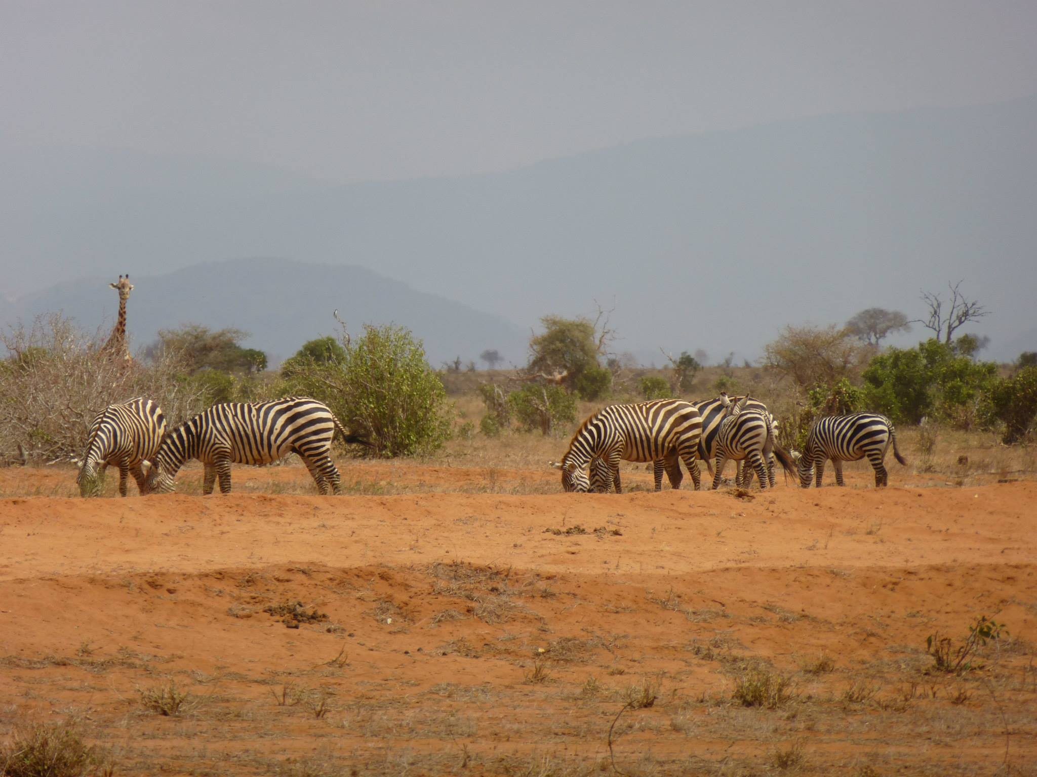 Barefoot kenya Tsavo East Zebras 4-3 Transfers, Taxi & Safari Tours - Mombasa, Watamu, Malindi, Kilifi