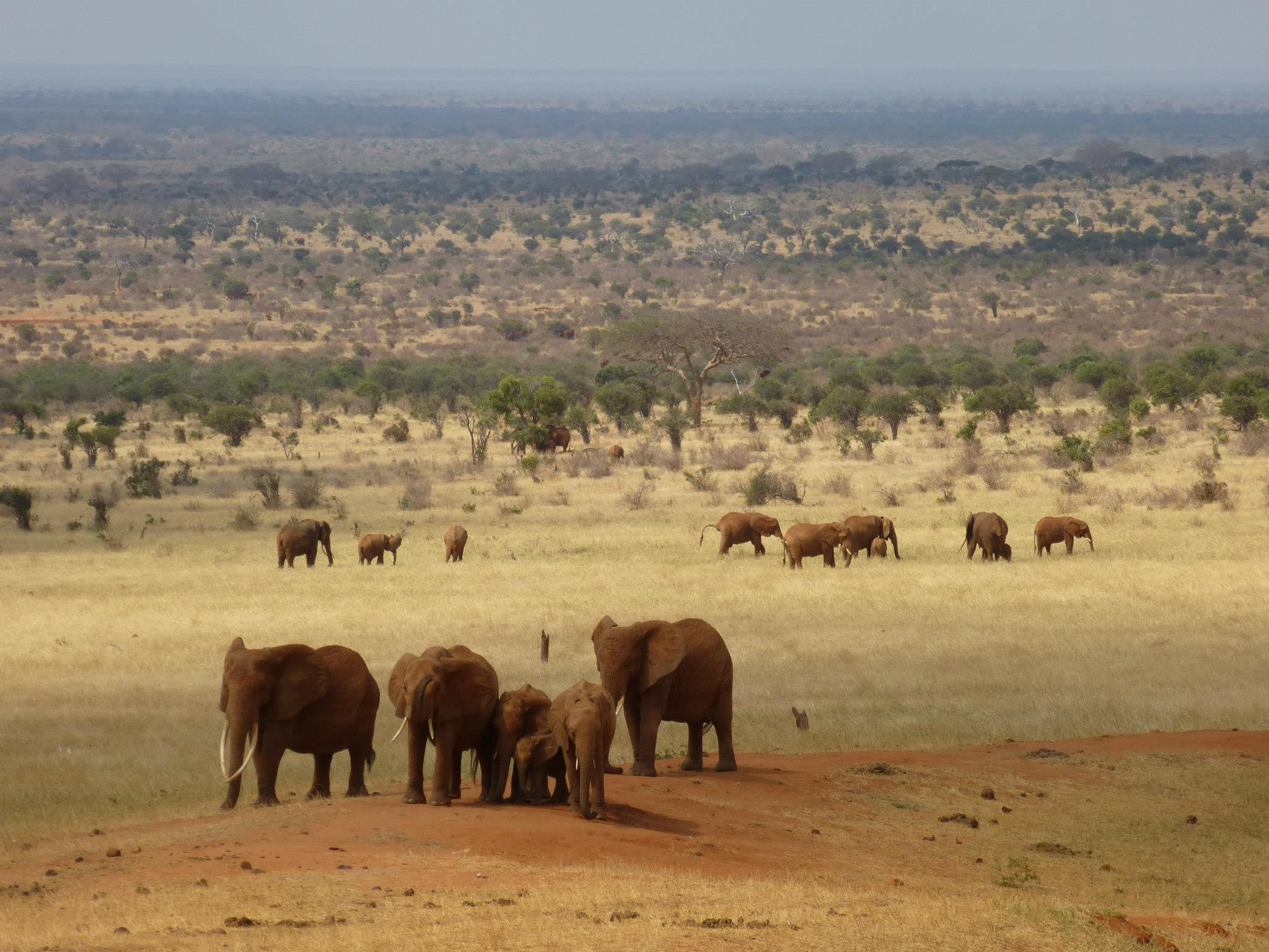 Barefoot kenya Tsavo East1 4-3 Transfers, Taxi & Safari Tours - Mombasa, Watamu, Malindi, Kilifi